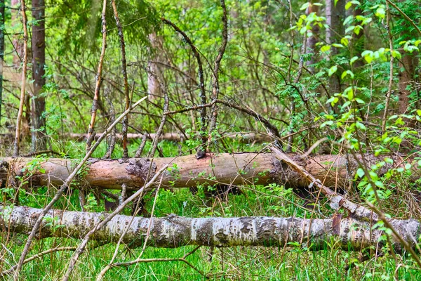 Ein Umgestürzter Trockener Baum Der Taiga Stellt Während Der Trockenzeit — Stockfoto