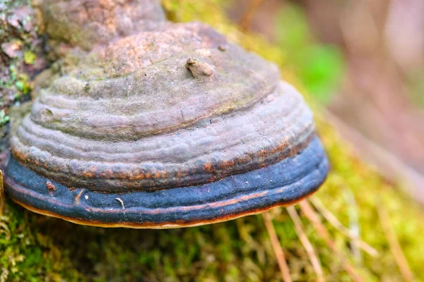 Chaga Mushroom Inonotus Obliquus Стволе Дерева Фоне Желтой Осенней Листвы — стоковое фото