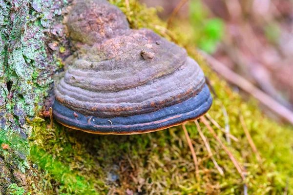 Sarı sonbahar yeşilliklerinin arka planında bir ağacın gövdesindeki mantar Inonotus oblikus. Yakın plan. Bokeh arkaplanı