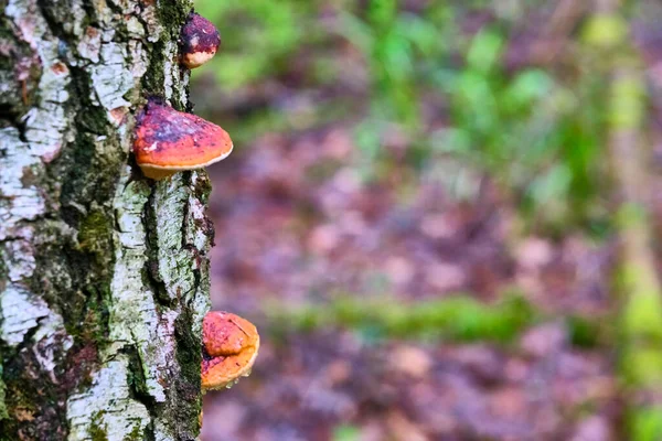 Champiñón Chaga Inonotus Obliquus Tronco Árbol Sobre Fondo Follaje Amarillo — Foto de Stock