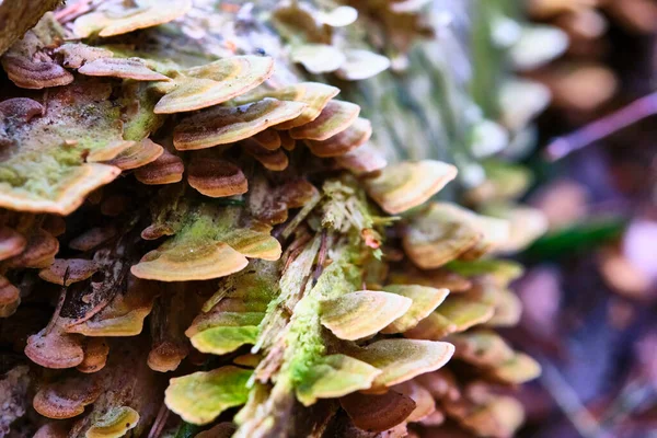 Hongo Silvestre Que Crece Tronco Árbol Talado Todas Las Setas — Foto de Stock