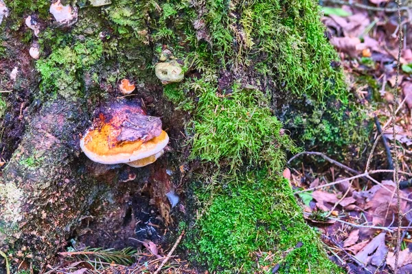 Chaga Mushroom Inonotus Oblius 은노란 배경으로 나무의 줄기에 클로즈업 보케의 — 스톡 사진