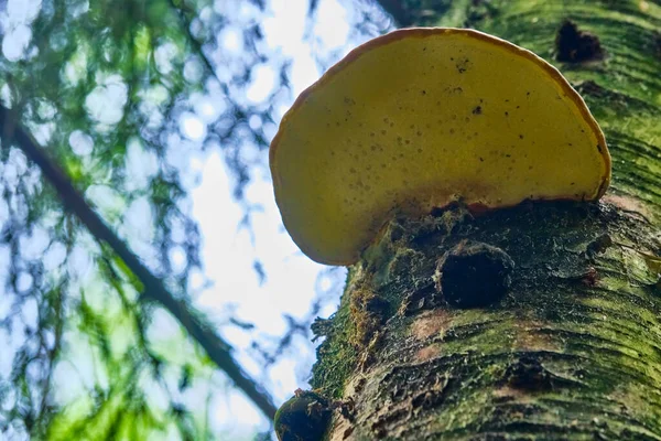 Sarı sonbahar yeşilliklerinin arka planında bir ağacın gövdesindeki mantar Inonotus oblikus. Yakın plan. Bokeh arkaplanı