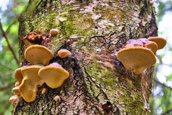 Champiñón Chaga Inonotus Obliquus Tronco Árbol Sobre Fondo Follaje Amarillo — Foto de Stock