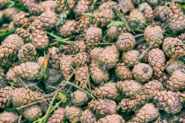 Ağaç tümsekleri yerde yatıyor.