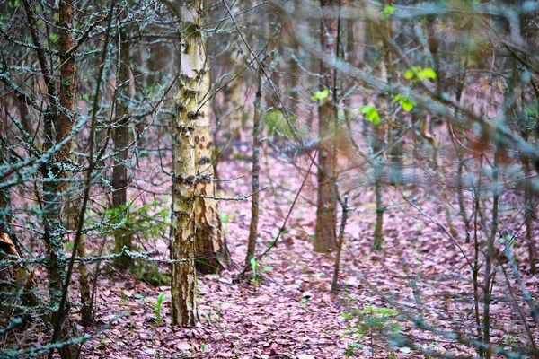 Bosque Silvestre Sin Hojas Plan General — Foto de Stock