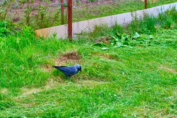 Cidade Jackdaw Pisando Pedaço Pão Deitado Chão — Fotografia de Stock