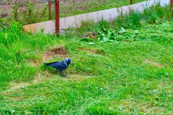 Cidade Jackdaw Pisando Pedaço Pão Deitado Chão — Fotografia de Stock