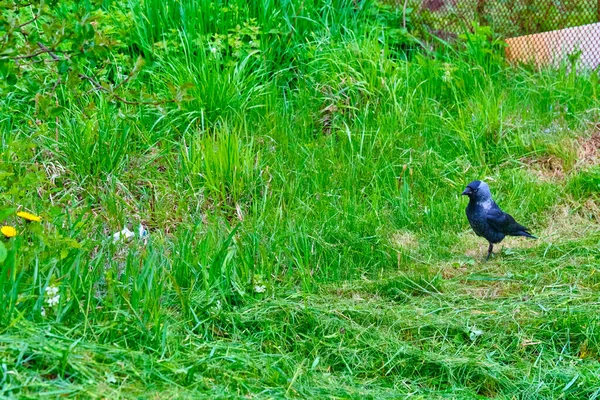 Miejski Jackdaw Stąpający Kawałku Chleba Leżącego Ziemi — Zdjęcie stockowe