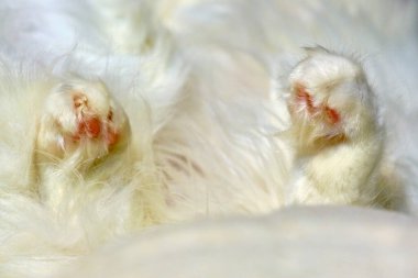 Uyuyan kedi renginin beyaz pençeleri