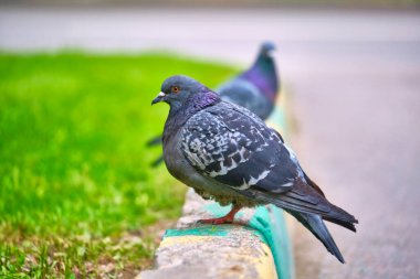 İki güvercin kaldırımda oturur. Rengi kapatır.