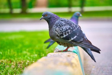 İki güvercin kaldırımda oturur. Rengi kapatır.
