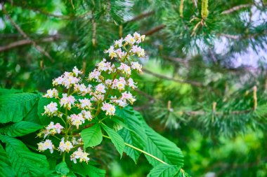 Kestane dalına yakın plan. Beyaz kestane çiçekleri yemyeşil yaprakların arka planında fotoğraflandı.