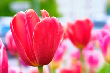 Çiçek açan lale yakın plan bulanık arkaplan rengi