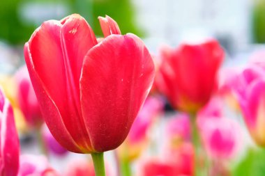 Çiçek açan lale yakın plan bulanık arkaplan rengi