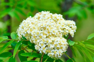 Genel plan renginde kabarık beyaz çiçekler