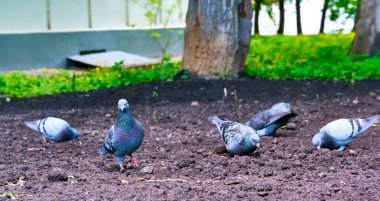 Güvercinler genel plan renklerini yerde yerler.