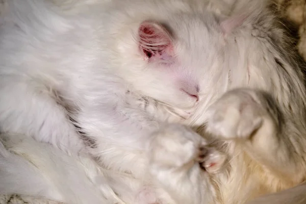 Weißes Kätzchen Schläft Bei Mamas Füßen Farbe Wenig Licht — Stockfoto