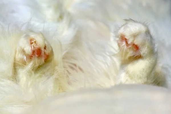 Patas Blancas Color Gato Dormido —  Fotos de Stock