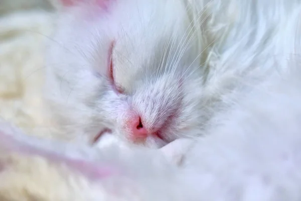 Weißes Kätzchen Schläft Nahaufnahme Farbe — Stockfoto