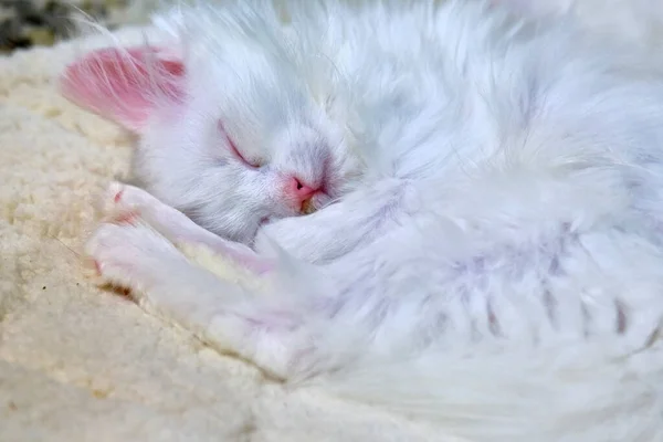 White Kitten Sleeps Close Color — Stock Photo, Image