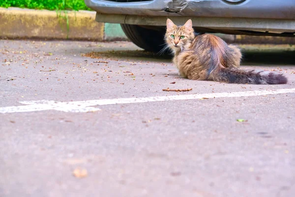 Fluffy Cat Lies Pavement General Plan Color — Stock Photo, Image
