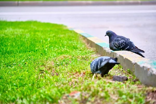 Deux Pigeons Assis Sur Trottoir Couleur Gros Plan — Photo