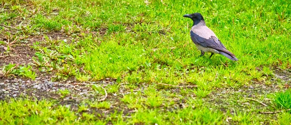 Grey Crow Sits Grass General Plan Color — Stock Photo, Image