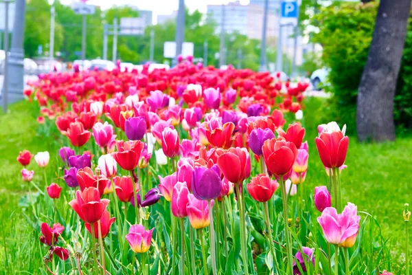 Много Цветущих Тюльпанов Генеральный План Цвета Тусклый Фон — стоковое фото