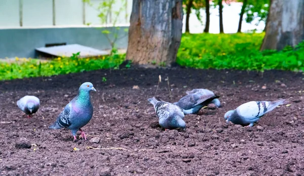 비둘기들은 일반적 색으로 땅에서 먹는다 — 스톡 사진