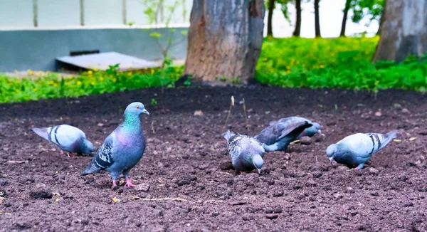 Pombos Comem Chão Cor Plano Geral — Fotografia de Stock