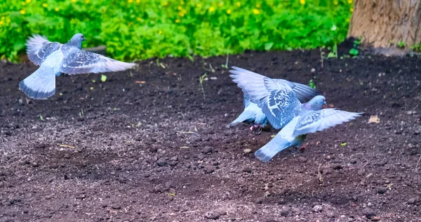 Pigeons Take Ground General Plan Color — Stock Photo, Image