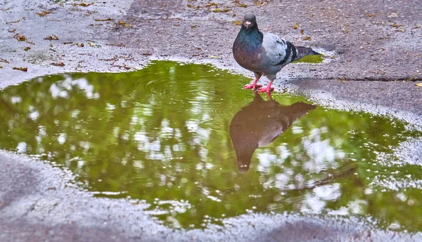 a pigeon stands near a puddle general plan color