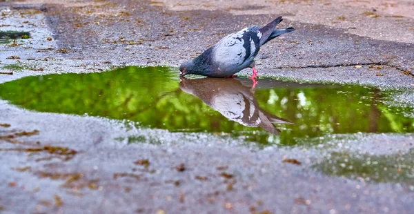 Pigeon Drinks Puddle General Plan Color — Stock Photo, Image