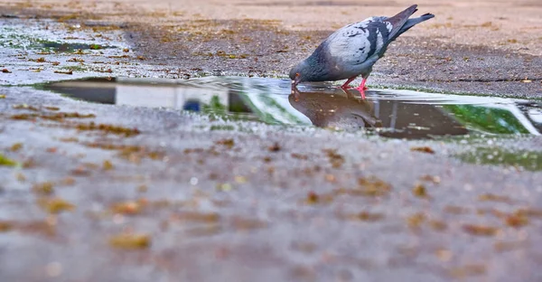 비둘기가 일반적 물집의 색상으로 마시는 — 스톡 사진