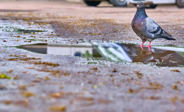 Pigeon Tient Près Une Flaque Eau Couleur Plan Général — Photo