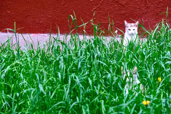 Dos Gatos Sentarse Altura Verde Hierba General Plan Color —  Fotos de Stock