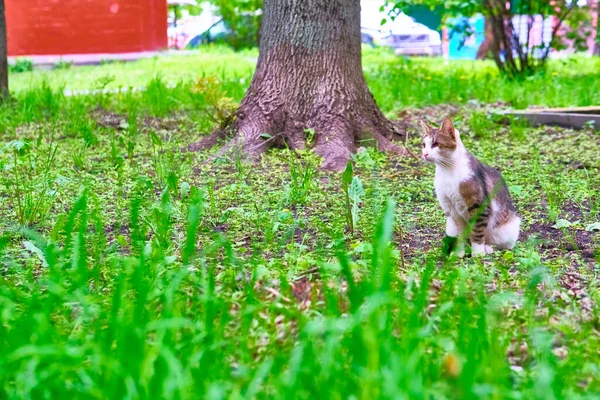 Einäugige Katze Sitzt Auf Dem Boden Gtntral Plan Farbe — Stockfoto