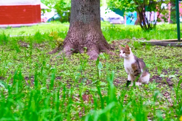 Jednooká Kočka Sedí Zemi Barvy Gtntral Plánu — Stock fotografie