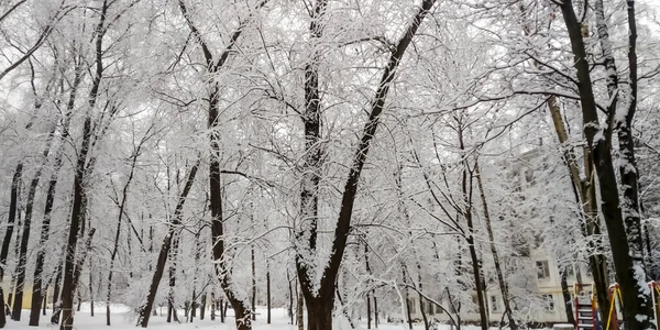 Пластівці Снігу Гілках Дерев Загальний План Кольору — стокове фото