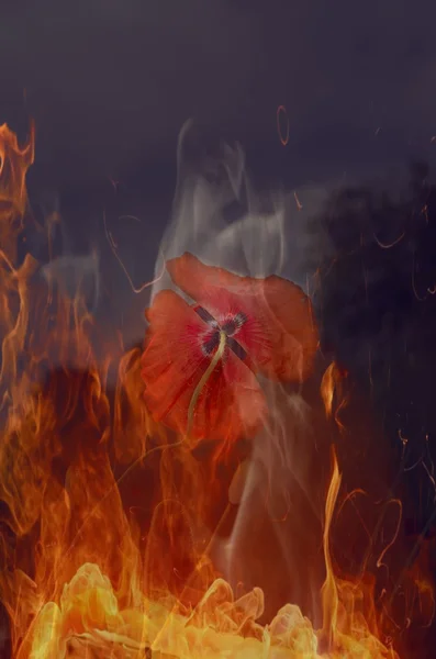 Poppy yanıyor — Stok fotoğraf