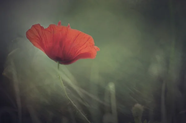 Papoilas em flor — Fotografia de Stock