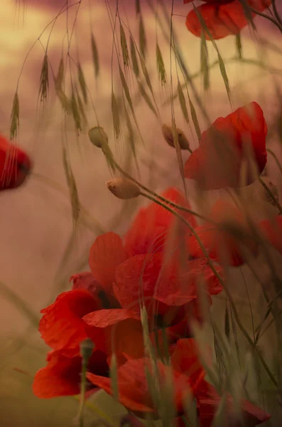 Amapolas en flor — Foto de Stock