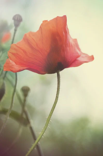 Papoula em flor — Fotografia de Stock