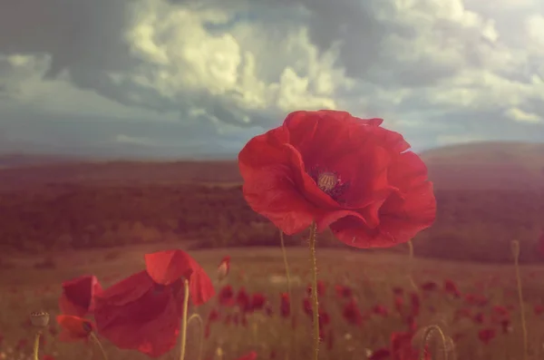 Papoula em flor — Fotografia de Stock