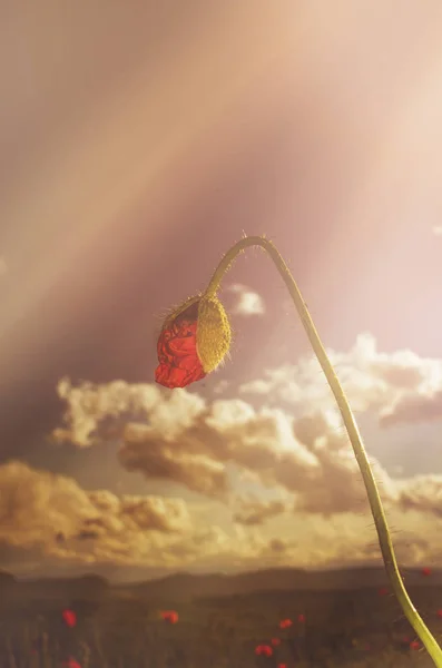 Poppy bud framför moln — Stockfoto