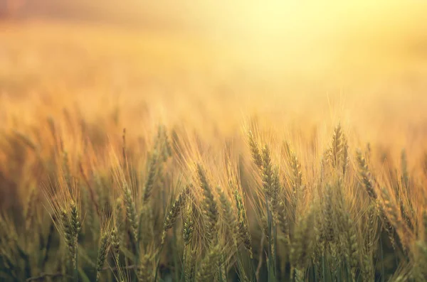 Wheat field in the sunset — Stock Photo, Image