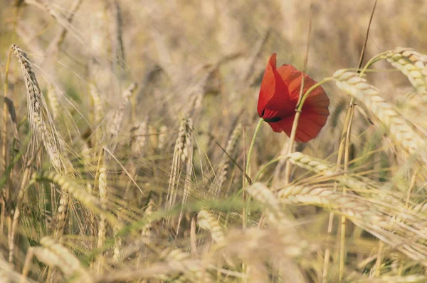 Poppy and whea — Stock Photo, Image