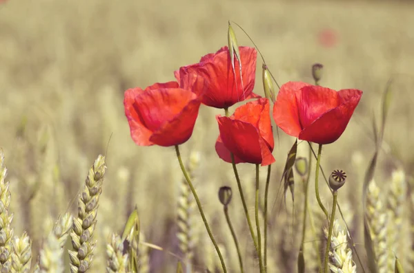 Amapolas y dónde — Foto de Stock