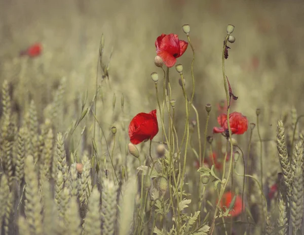 Amapolas y dónde — Foto de Stock